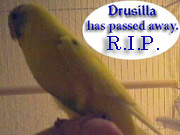 Drusilla, the Vampire Parakeet
