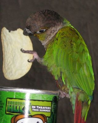 Harley enjoying Sour Cream and Onion Pringles