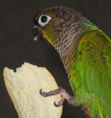 Harley with Pringle crumbs on his beak