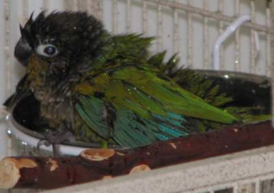 Harley taking a bath in his water dish