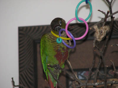 Harley Quinn with his ring toy