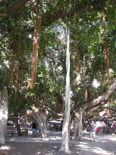 splorp! under a banyan tree