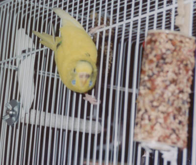 One last Drusilla, outside her cage