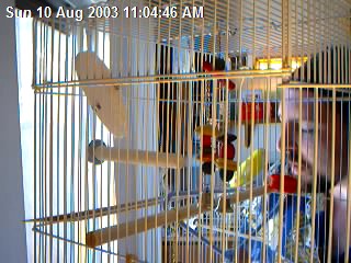 Drusilla, the Vampire Parakeet