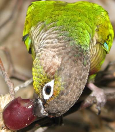 Harley eating a grape