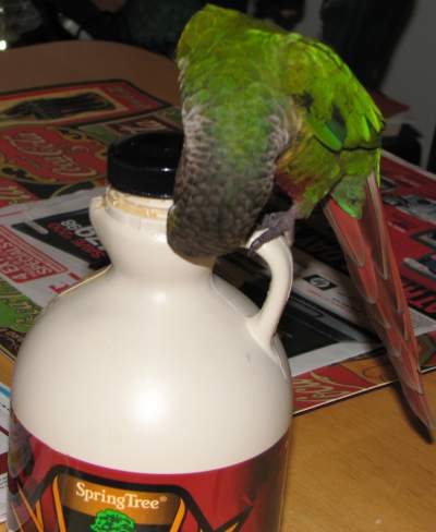 Harley eating maple syrup